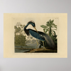 Affiche Louisiana Heron - from Audubon's Birds of America
