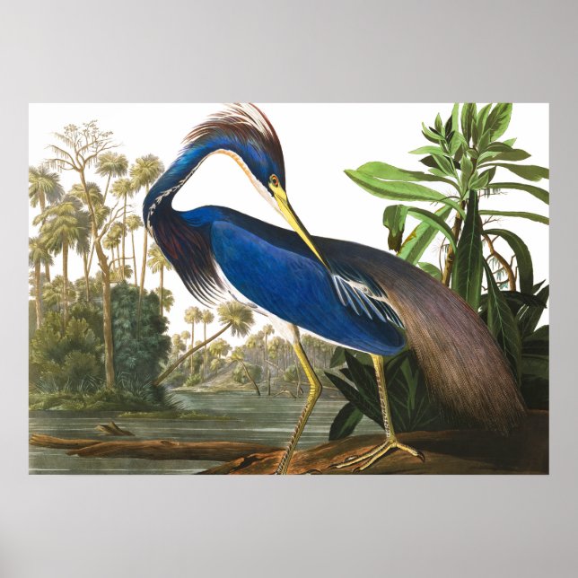 Affiche Louisiana Heron par John James Audubon (Devant)