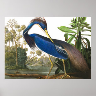 Affiche Louisiana Heron par John James Audubon