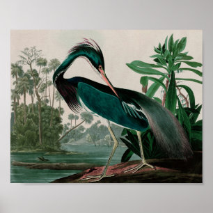 Affiche Louisiane Heron Birds of America Audubon Print