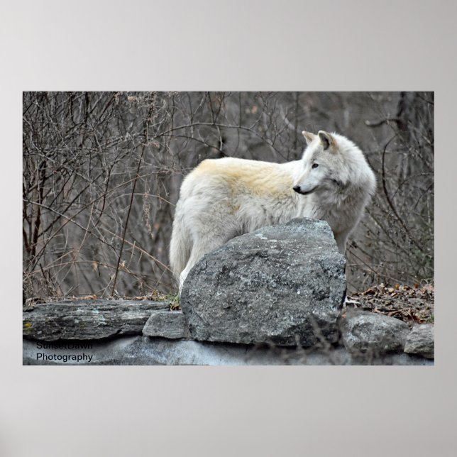 Affiche Loup (Devant)