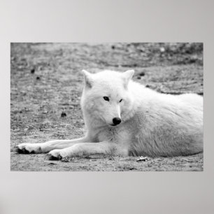 Affiche Loup arctique - loup blanc