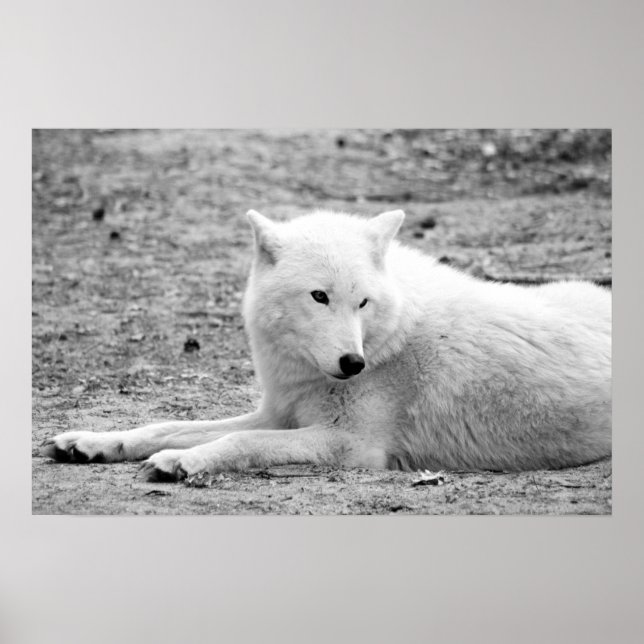 Affiche Loup arctique - loup blanc (Devant)