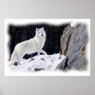 AFFICHE LOUP BLANC