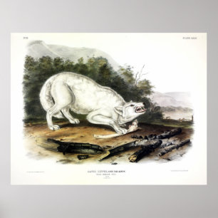 Affiche Loup blanc américain, Canis lupus arctos par Audub