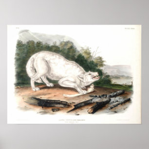Affiche Loup blanc américain par John James Audubon