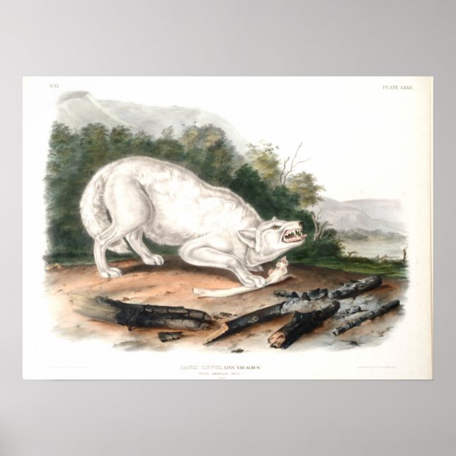 Affiche Loup blanc américain par John James Audubon (Devant)