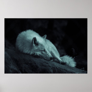 Affiche Loup (blanc) arctique