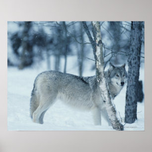 Affiche Loup (Canis lupus) en hiver