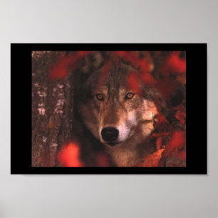 Affiche Loup d'automne
