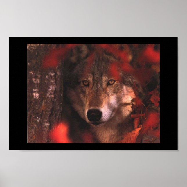 Affiche Loup d'automne (Devant)