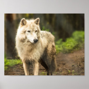 Affiche Loup de l'Arctique humide au printemps Photo