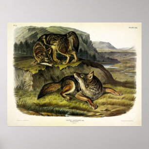 Affiche Loup de prairie (Coyote) des Quadrupeds d'Audubon