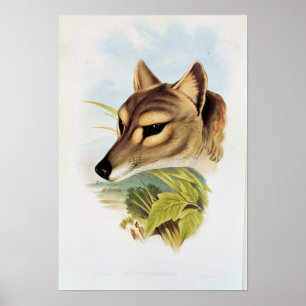 Affiche Loup de Tasmanie ou tigre