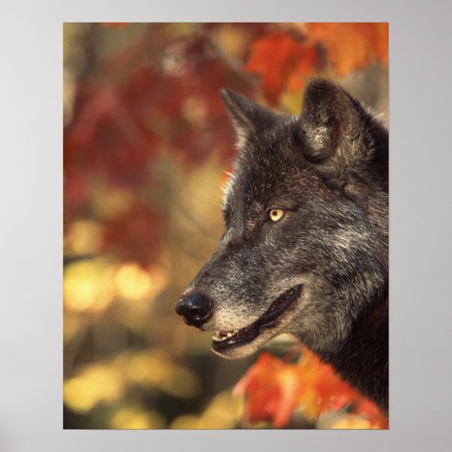 Affiche Loup en automne (Devant)