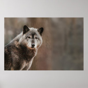 Affiche Loup gris
