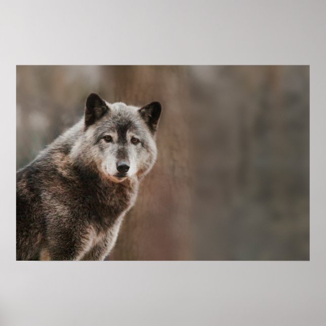 Affiche Loup gris (Devant)