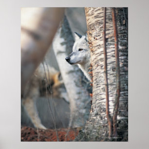 Affiche Loup Gris Derrière Arbre