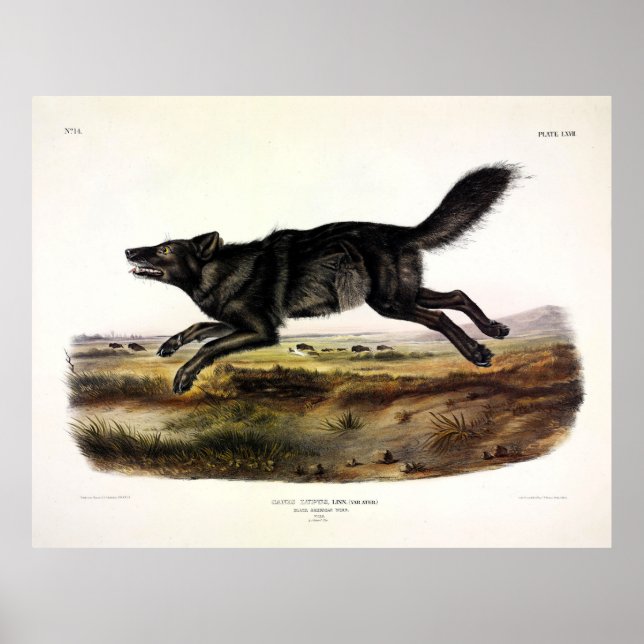 Affiche Loup noir ou Loup noir-américain (Canis Lupus) (Devant)