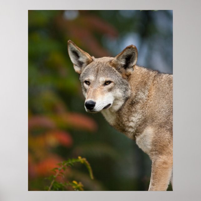 Affiche Loup rouge (Devant)