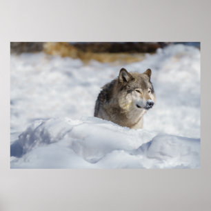 Affiche Loup solitaire en neige