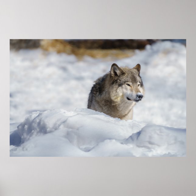 Affiche Loup solitaire en neige (Devant)