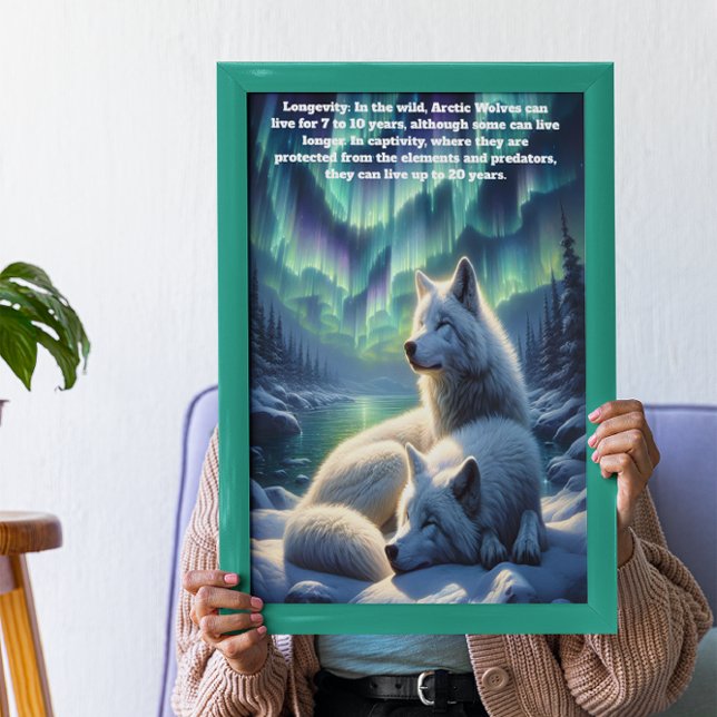 Affiche Loups blancs arctiques en Neige (Créateur téléchargé)