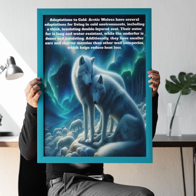 Affiche Loups blancs majestueux se reposant (Créateur téléchargé)