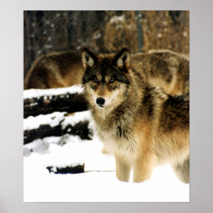 Affiche Loups dans la neige