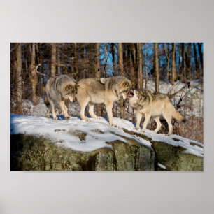 Affiche Loups de bois