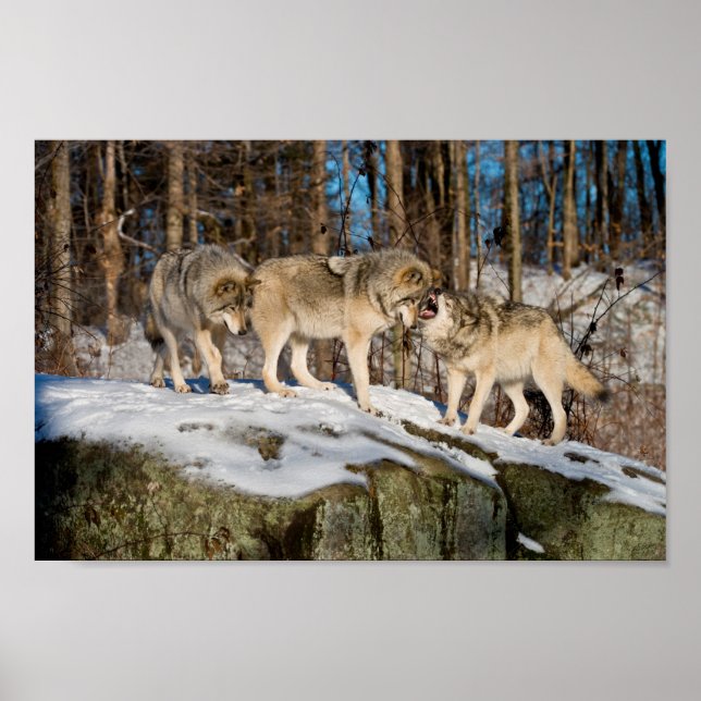 Affiche Loups de bois (Devant)