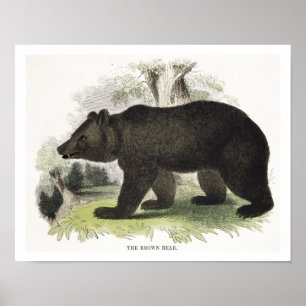 Affiche L'ours Brown, pub d'illustration pédagogique. par