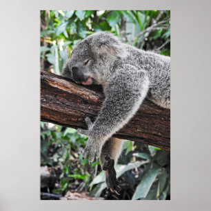 AFFICHE L'OURS DE KOALA DORT SUR L'ARBRE