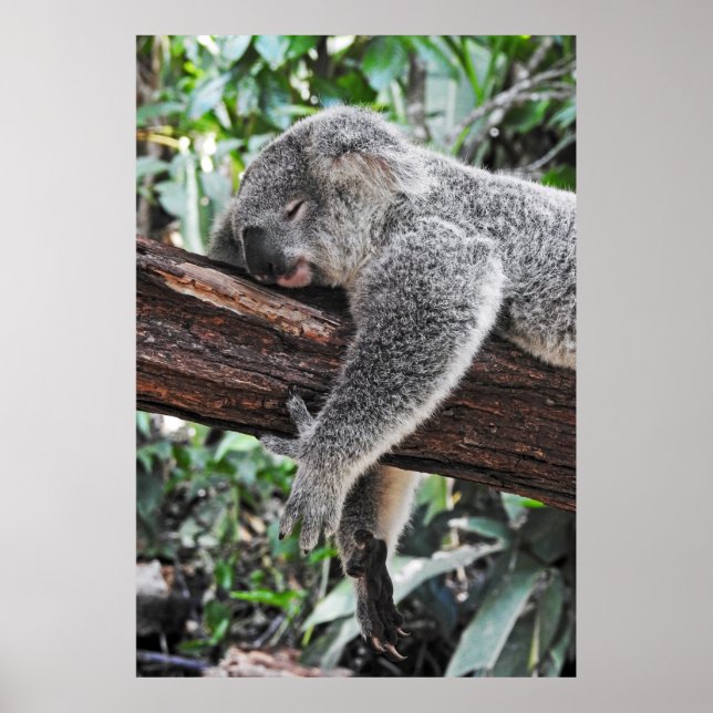 AFFICHE L'OURS DE KOALA DORT SUR L'ARBRE (Devant)