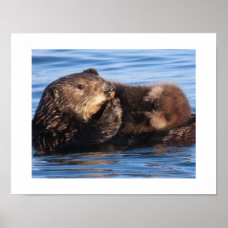 Affiche Loutre de mer maman et adorable petit