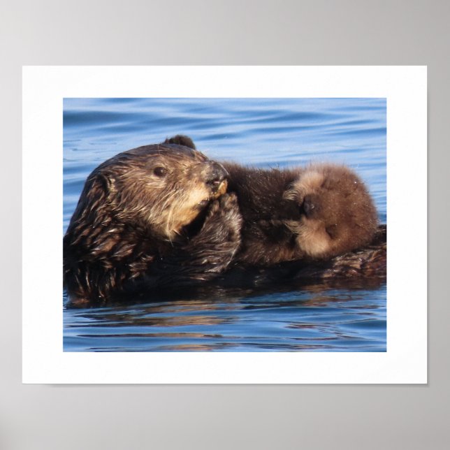 Affiche Loutre de mer maman et adorable petit  (Devant)