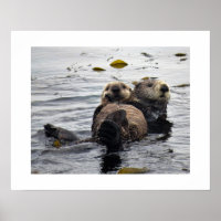 Loutre de mer mère et petit