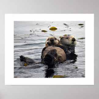 Affiche Loutre de mer mère et petit