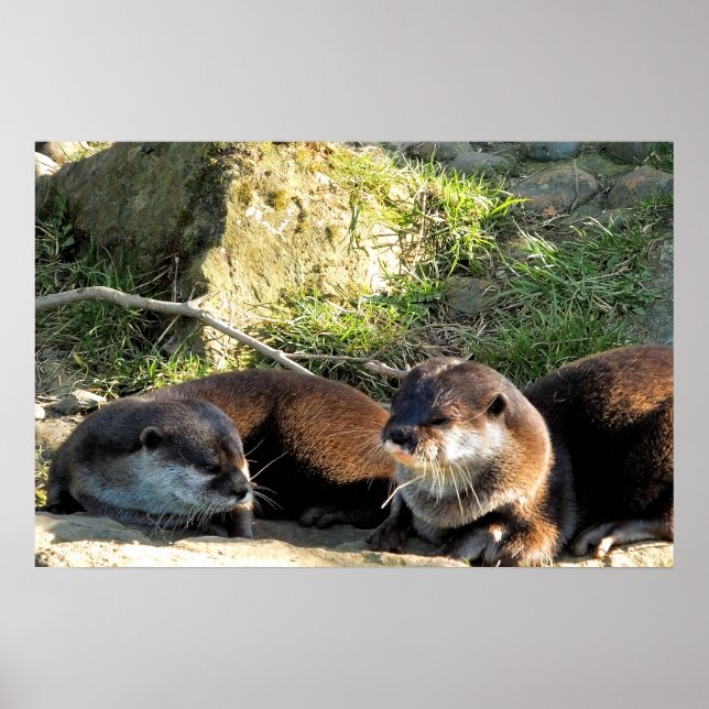 AFFICHE LOUTRES (Devant)