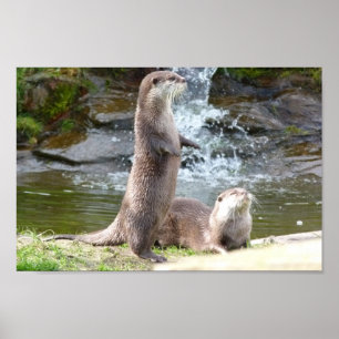 Affiche Loutres par une cascade
