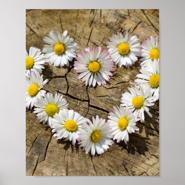 Affiche Love Heart Daisies (Devant)