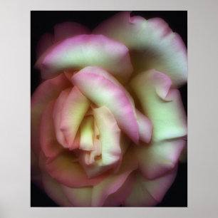 Affiche <Love is a Rose>par Nathan Griffith