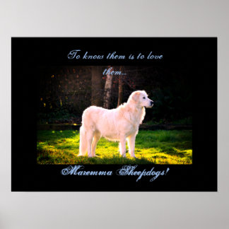 Affiche Love Maremma cheepdogs II