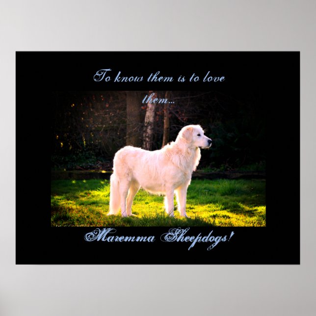 Affiche Love Maremma cheepdogs II (Devant)