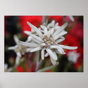 Affiche Lovely Edelweiss Leontopodium nivale