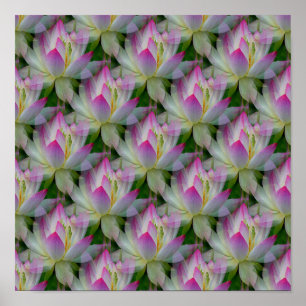 Affiche Loving Lotuses...