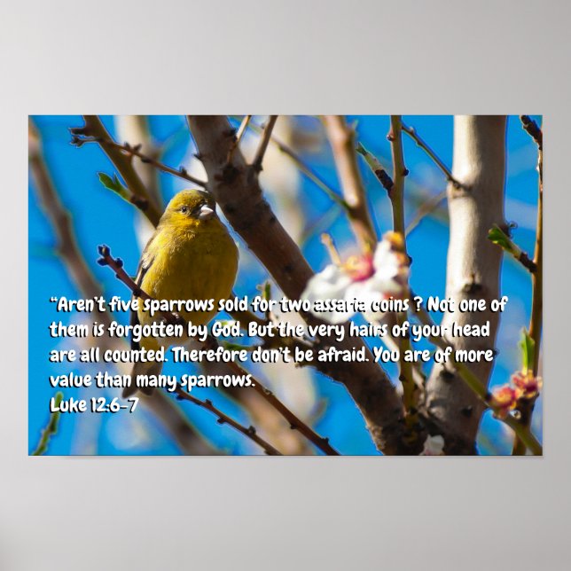 Affiche Luc 12:6-7 (Devant)