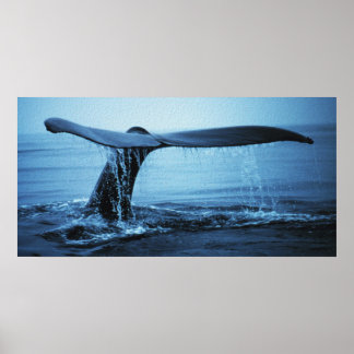 Affiche Luc de baleine