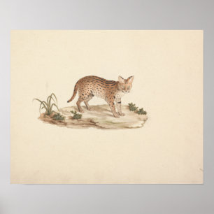 Affiche Luigi Balugani - African Wildcat or Serval