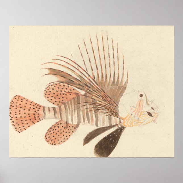 Affiche Luigi Balugani - Poisson noir (Devant)